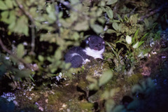 Stein's Cuscus photo 3