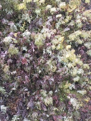 Hymenophyllum lanceolatum