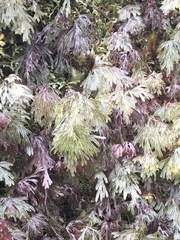 Hymenophyllum lanceolatum