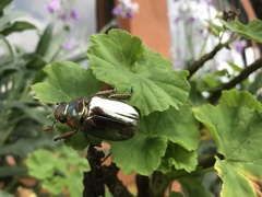 Chrysina chrysargyrea