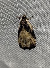 Olethreutes connectum