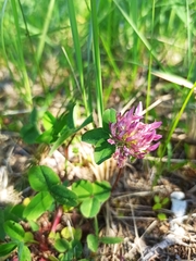 Trifolium pratense