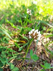 Trifolium repens
