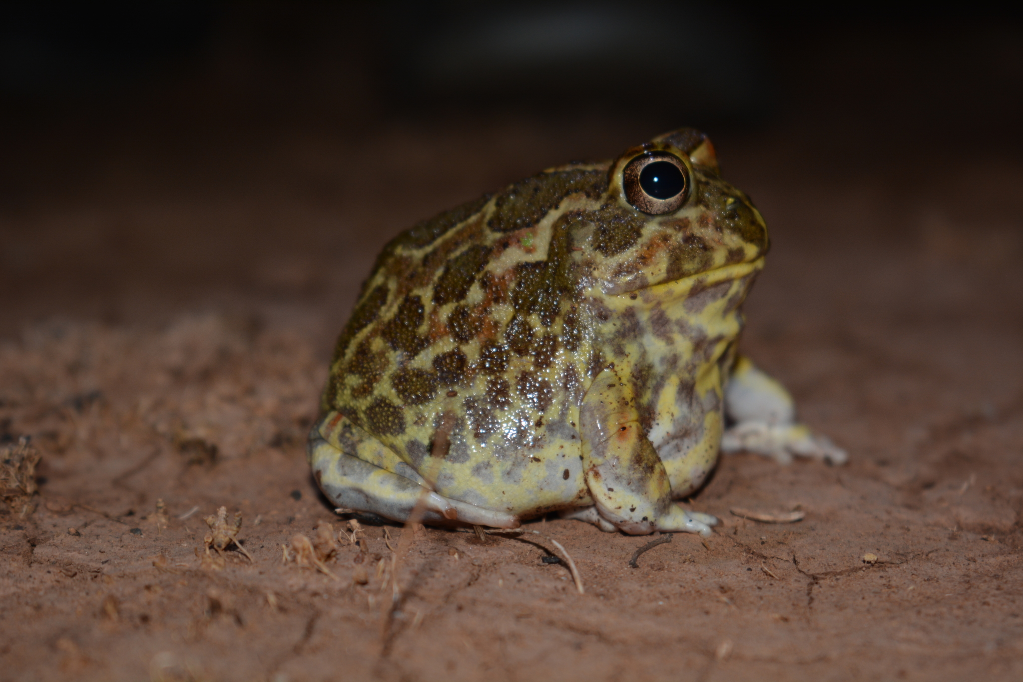 Chaco Horned Frog Chacophrys pierottii iNaturalist Guatemala