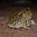 Chaco Horned Frog - Photo (c) Nadia Bach, some rights reserved (CC BY-NC), uploaded by Nadia Bach