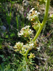 Ipomopsis spicata