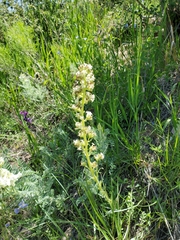 Ipomopsis spicata