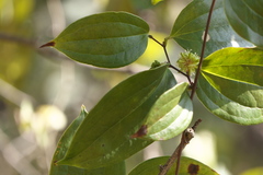 Smilax ovalifolia
