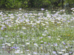 Nymphaea elegans