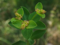 Euphorbia fragifera
