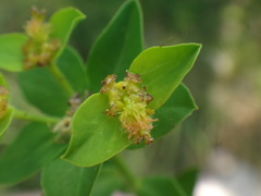 Euphorbia fragifera