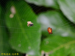 Cyclosa confusa