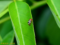 Cryptocephalus luteosignatus