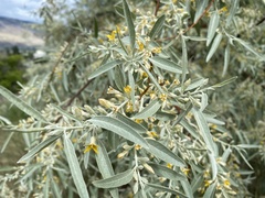 Elaeagnus angustifolia