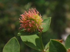 Euphorbia fragifera