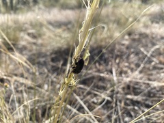 Chrysochus cobaltinus