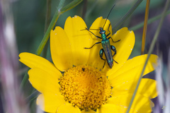 Oedemera nobilis