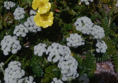 Anisotome pilifera