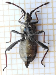 Loxocnemis dentator