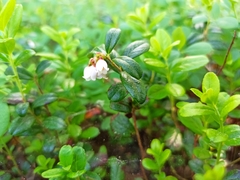 Vaccinium vitis-idaea