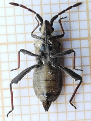 Loxocnemis dentator