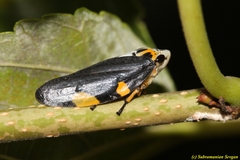 Ptyelus grossus