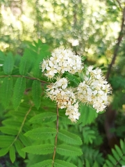 Sorbus aucuparia