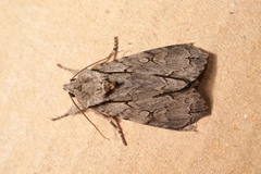 Acronicta tridens