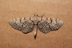 Eupithecia venosata