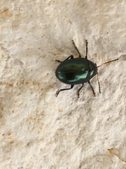 Leptinotarsa haldemani