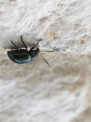 Leptinotarsa haldemani