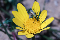 Oedemera nobilis