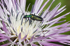 Oedemera nobilis