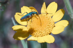 Oedemera nobilis