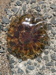 Cyanea capillata