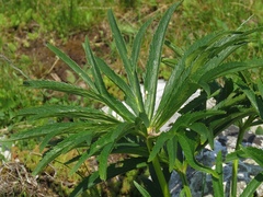 Helleborus multifidus istriacus