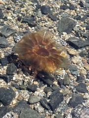 Cyanea capillata