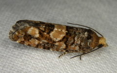 Eucopina