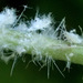 Woolly Aphids and Gall-making Aphids - Photo (c) Brenda Dobbs, some rights reserved (CC BY-NC)