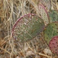 Opuntia gosseliniana