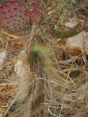 Opuntia gosseliniana