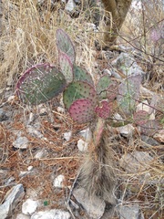 Opuntia gosseliniana