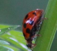 Harmonia axyridis
