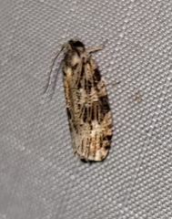 Phaecasiophora confixana