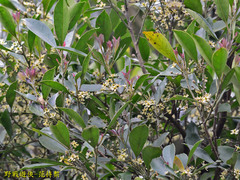 Ilex uraiensis