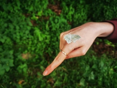 Campaea margaritaria