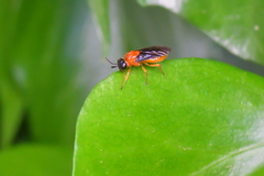 Sterictiphora angelicae