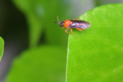 Sterictiphora angelicae