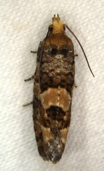 Eucopina