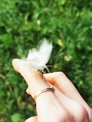 Campaea margaritaria